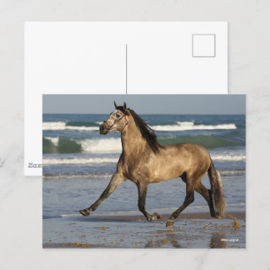 Bob Langrish Andalucian Stallion Running On Beach Postcard