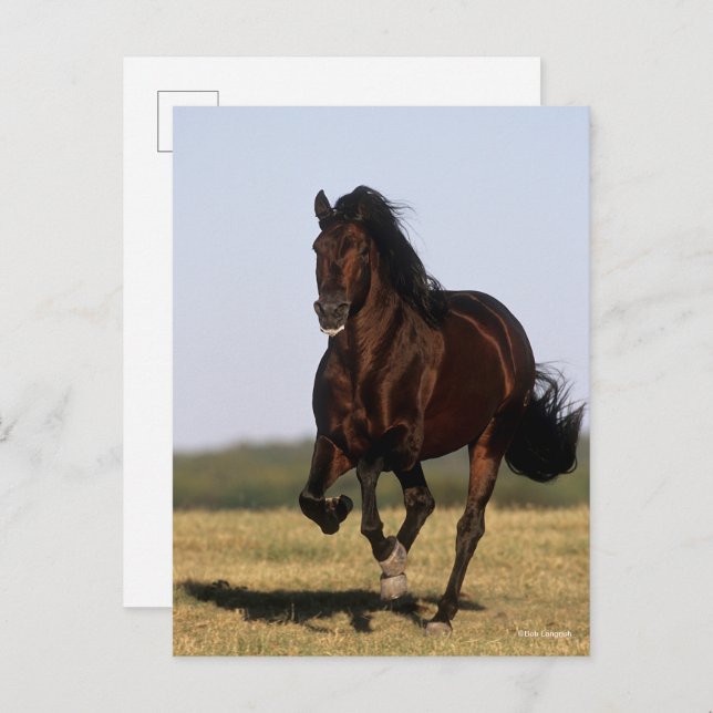 Bob Langrish | Andalucian Stallion Running Postcard (Front/Back)