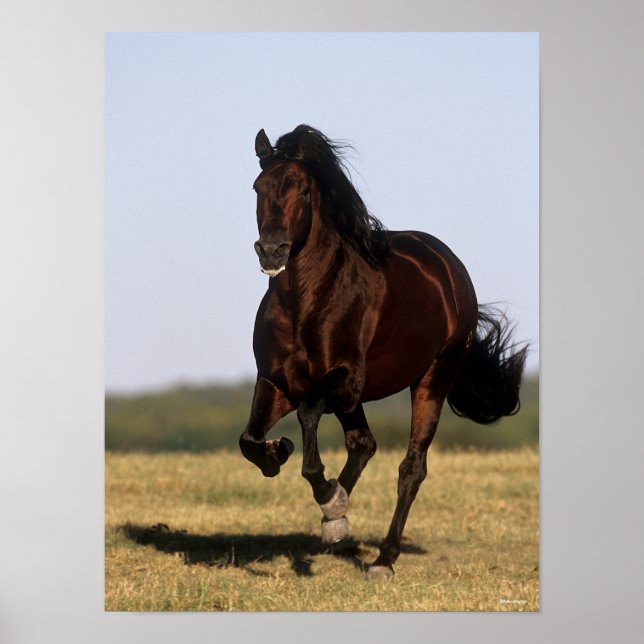 Bob Langrish | Andalucian Stallion Running Poster (Front)