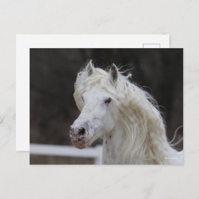 Bob Langrish Appaloosa Friesian Stallion Headshot Postcard (Front/Back)