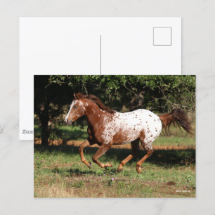 Bob Langrish Appaloosa Horse Running Postcard