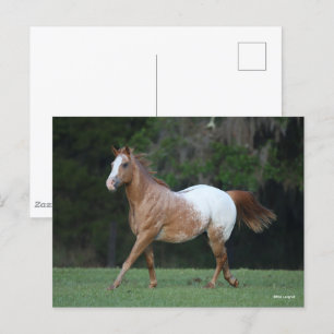 Bob Langrish Appaloosa Horse Running Postcard