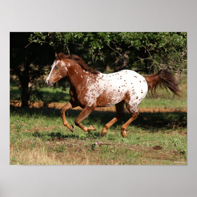 Bob Langrish | Appaloosa Horse Running Poster (Front)