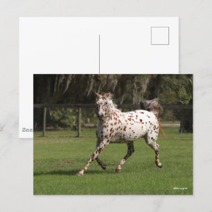 Bob Langrish Appaloosa Running Postcard