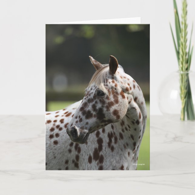 Bob Langrish | Appaloosa Standing Headshot Card (Front)