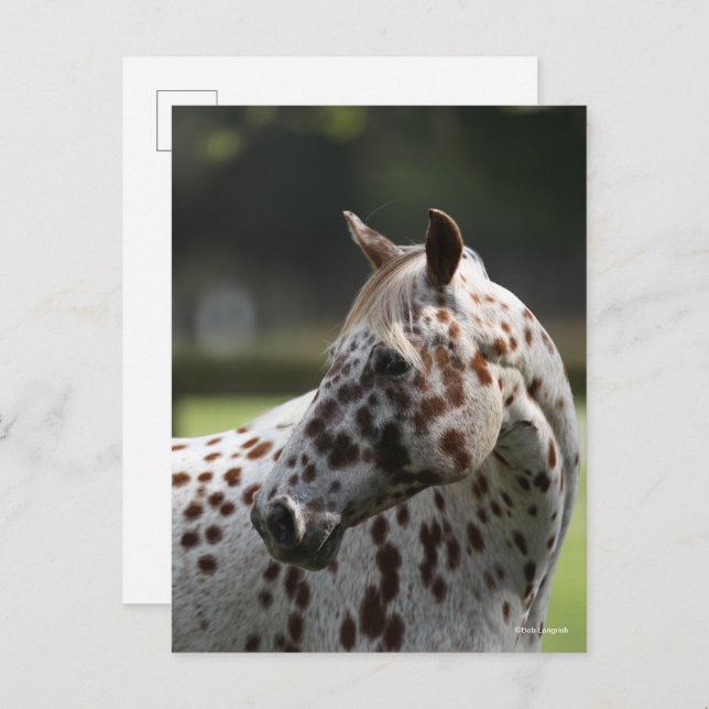 Bob Langrish | Appaloosa Standing Headshot Postcard (Front/Back)