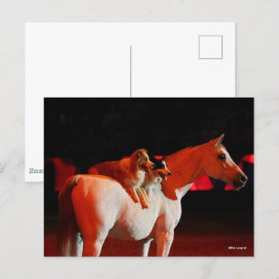 Bob Langrish Arab Horse Standing With Dogs Postcard