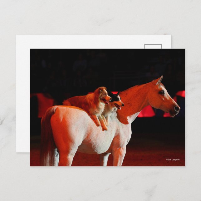 Bob Langrish | Arab Horse Standing With Dogs Postcard (Front/Back)