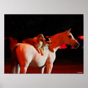 Bob Langrish Arab Horse Standing With Dogs Poster