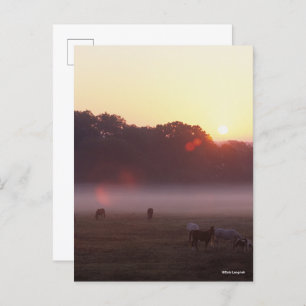 Bob Langrish Arab Horses Grazing at Sunrise Postcard