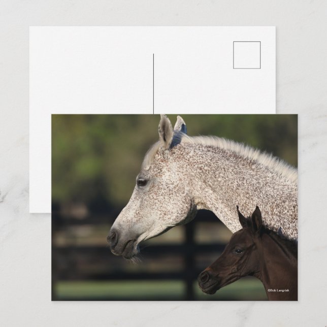 Bob Langrish | Arab Mare and Foal Headshot Postcard (Front/Back)