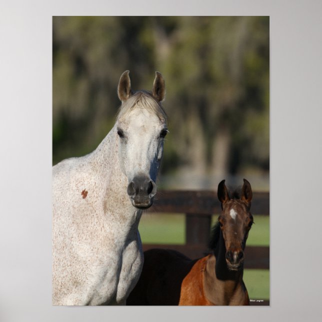 Bob Langrish Arab Mare and Foal Standing Headshot Poster (Front)