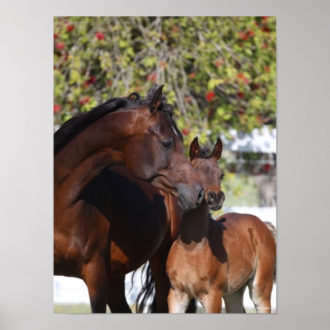 Bob Langrish | Arab Mare and Foal Standing Poster (Front)