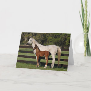 Bob Langrish Arab Mare and Foal Standing Together Card