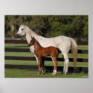Bob Langrish Arab Mare and Foal Standing Together Poster