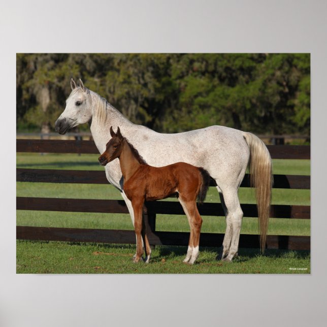 Bob Langrish Arab Mare and Foal Standing Together Poster (Front)