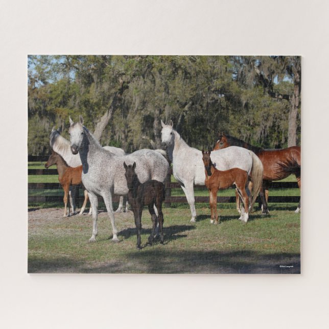 Bob Langrish | Arab Mares and Foals Standing Jigsaw Puzzle (Horizontal)