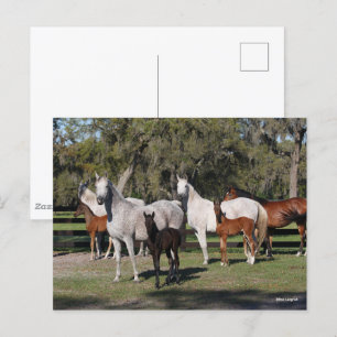 Bob Langrish Arab Mares and Foals Standing Postcard