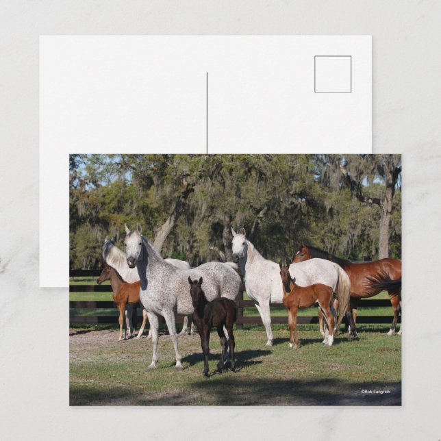 Bob Langrish | Arab Mares and Foals Standing Postcard (Front/Back)
