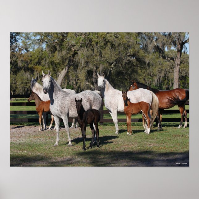Bob Langrish | Arab Mares and Foals Standing Poster (Front)