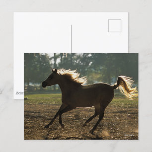 Bob Langrish Arab Running Backlit Postcard