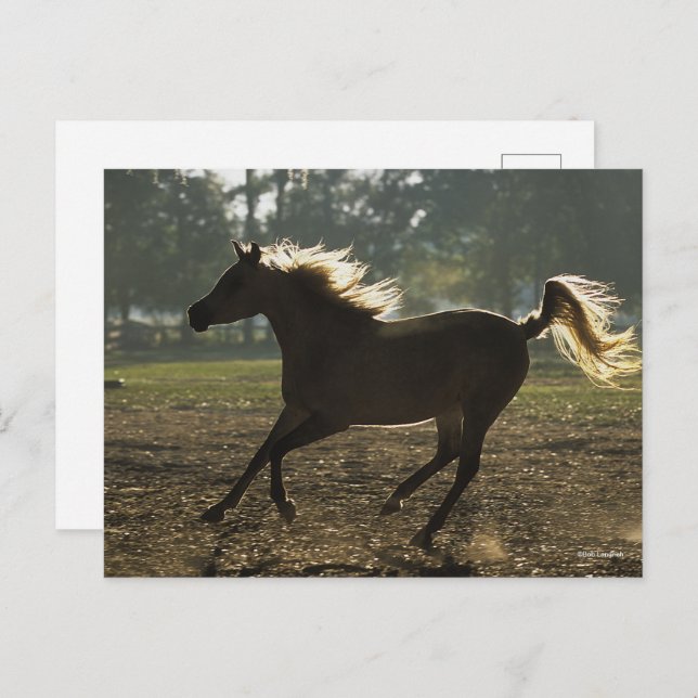 Bob Langrish | Arab Running Backlit Postcard (Front/Back)