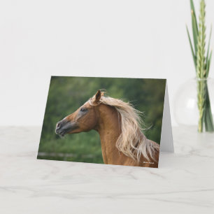 Bob Langrish   Arab Stallion headshot Mane Flowing Card