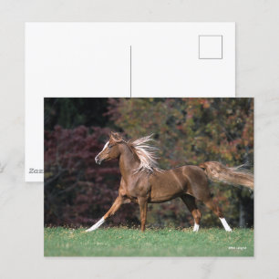Bob Langrish   Arab Stallion Mane and Tail Flowing Postcard