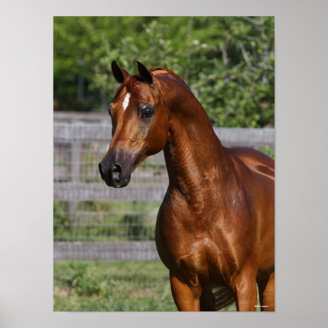 Bob Langrish | Arab Stallion Standing headshot Poster (Front)
