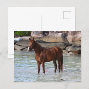 Bob Langrish Arab Stallion Standing In Water Postcard