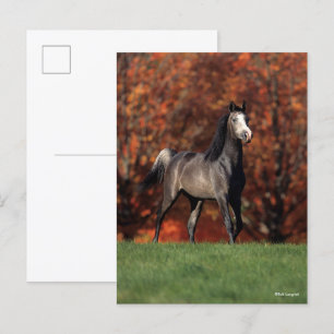Bob Langrish Arab Standing Autumn Background Postcard