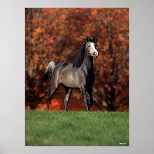 Bob Langrish Arab Standing Autumn Background Poster