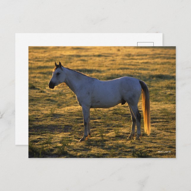 Bob Langrish | Arab Standing Backlit Postcard (Front/Back)