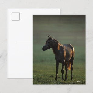Bob Langrish Arab Standing In Mist Backlit Postcard
