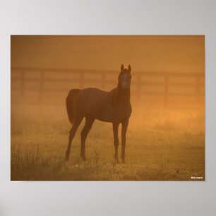Bob Langrish Arab Standing In Mist Poster