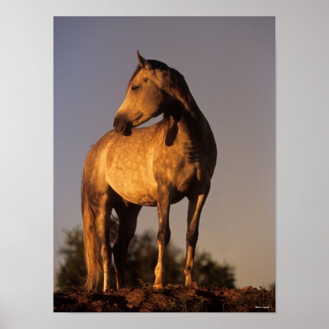 Bob Langrish | Arab Standing On Hill At Sunset Poster (Front)
