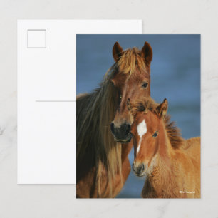 Bob Langrish Banker Pony Mare and Foal Headshot Postcard