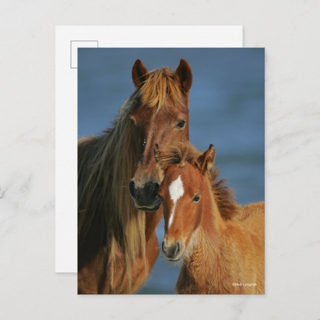 Bob Langrish | Banker Pony Mare and Foal Headshot Postcard (Front/Back)
