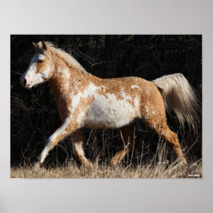 Bob Langrish Bashkir Curly Horse Stallion Walking Poster