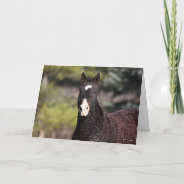 Bob Langrish | Bashkir Curly Mare headshot Card (Front)