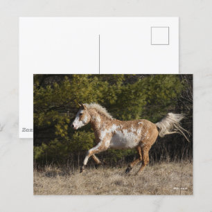 Bob Langrish Bashkir Curly Stallion Running Postcard