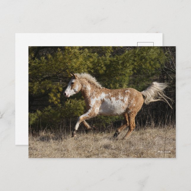Bob Langrish | Bashkir Curly Stallion Running Postcard (Front/Back)