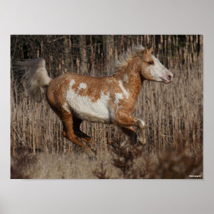 Bob Langrish   Bashkir Curly Stallion Running Poster
