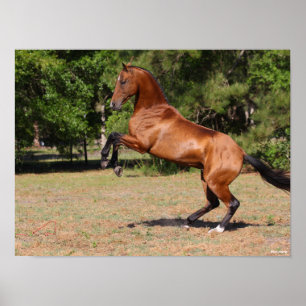 Bob Langrish Bay Akhal Teke Stallion Rearing Poster