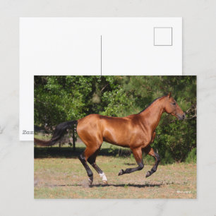 Bob Langrish Bay Akhal Teke Stallion Running Postcard