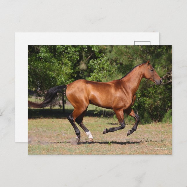 Bob Langrish | Bay Akhal Teke Stallion Running Postcard (Front/Back)