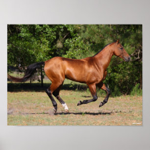 Bob Langrish   Bay Akhal Teke Stallion Running Poster