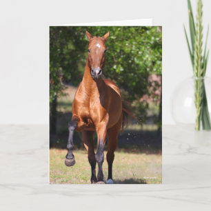 Bob Langrish   Bay Akhal Teke Standing Card