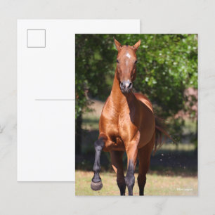 Bob Langrish Bay Akhal Teke Standing Postcard