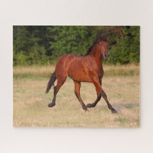 Bob Langrish Bay Andalucian Colt In Field Jigsaw Puzzle